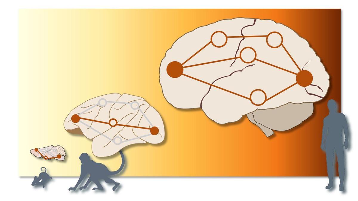 En los cerebros de ratones y macacos, la información se envía a lo largo de una sola vía, mientras que en los humanos existen múltiples vías paralelas entre la misma fuente y el objetivo.