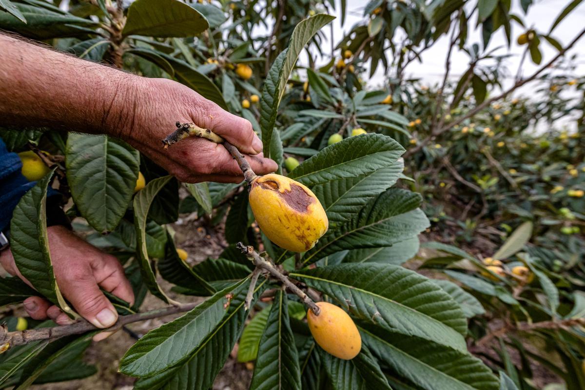 La lluvia echa a perder entre el 20 y el 25% de la cosecha de nísperos y los agricultores no cobrarán el seguro.