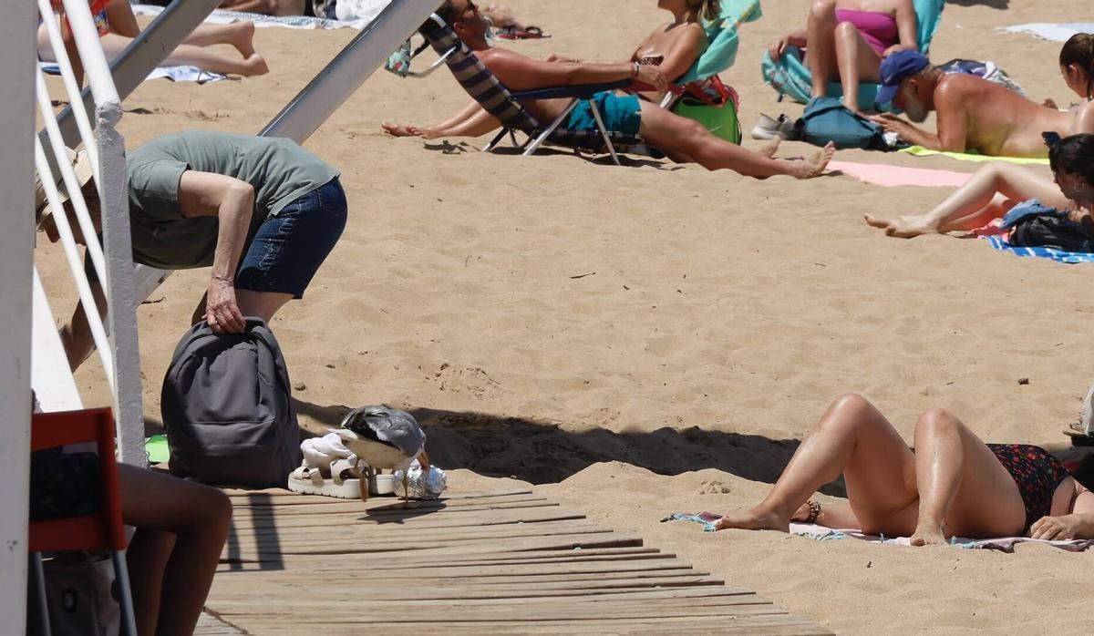 La curiosa escena con una gaviota y un bocadillo en Gijón, en imágenes