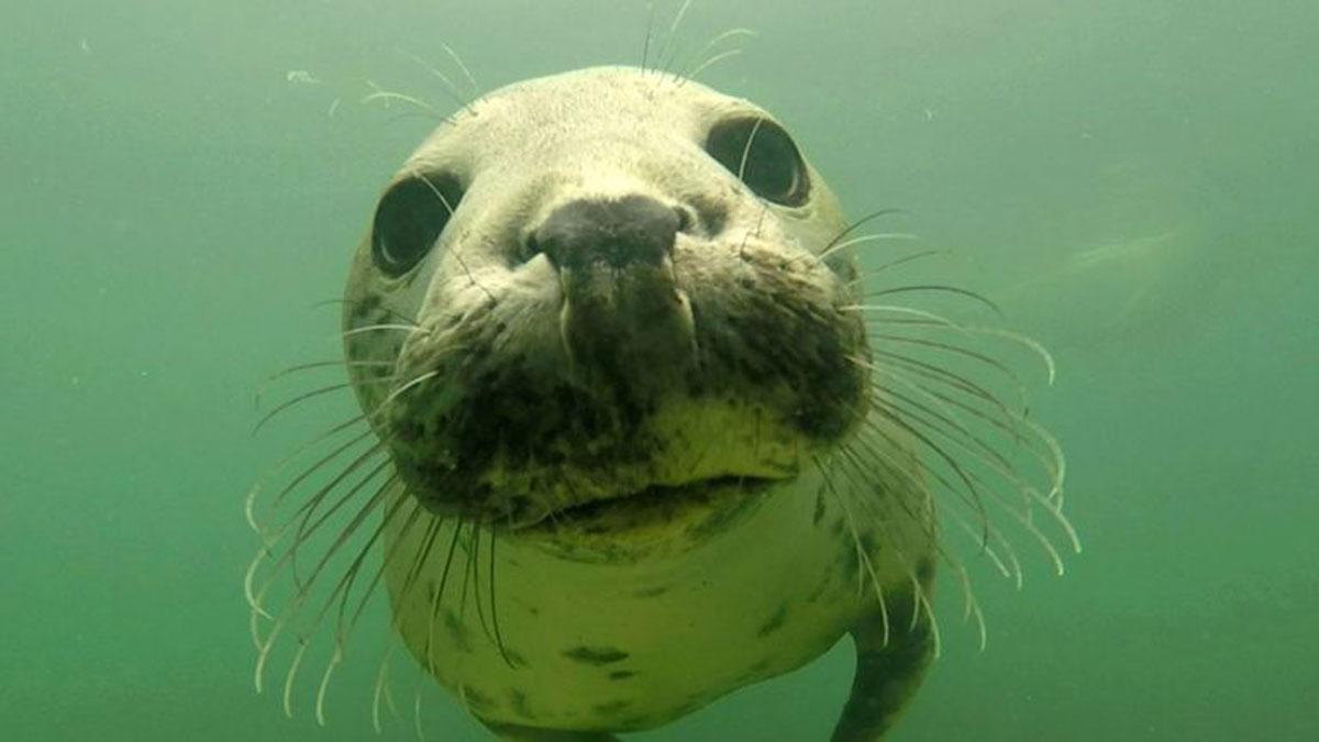 focas-grises-aplaudiendo-bajo-el-agua-para-comunicarse