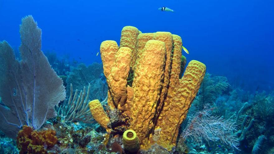 Esponjas de mar