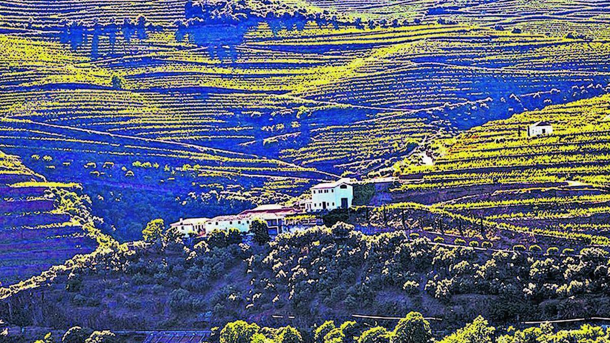 Quinta da Boavista con parte de sus 36 hectáreas de cultivo.