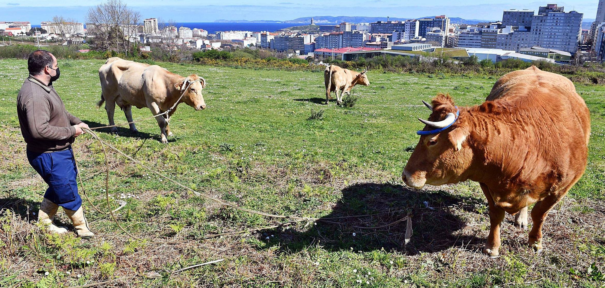 Luis Maceira, con sus vacas en San Pedro de Visma.   | // VÍCTOR ECHAVE