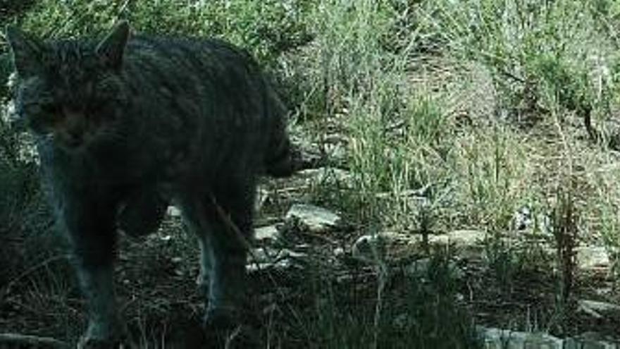 Valencia atrapa al gato montés