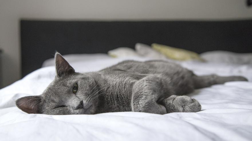 Soñar con gatos: significado de los sueños con felinos