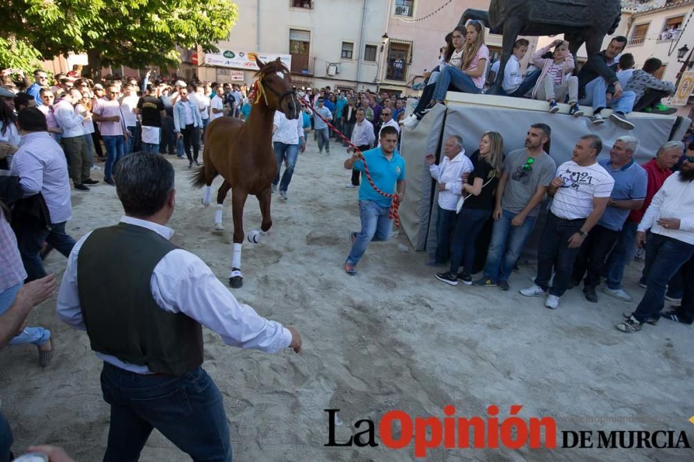 Caballo a pelo Caravaca (Desfile)