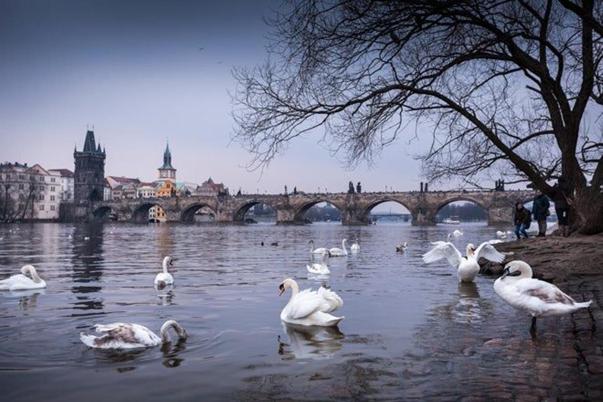 Cisnes en la orilla el río Moldava con el Puente de Carlos al fondo, uno de los iconos de Praga.