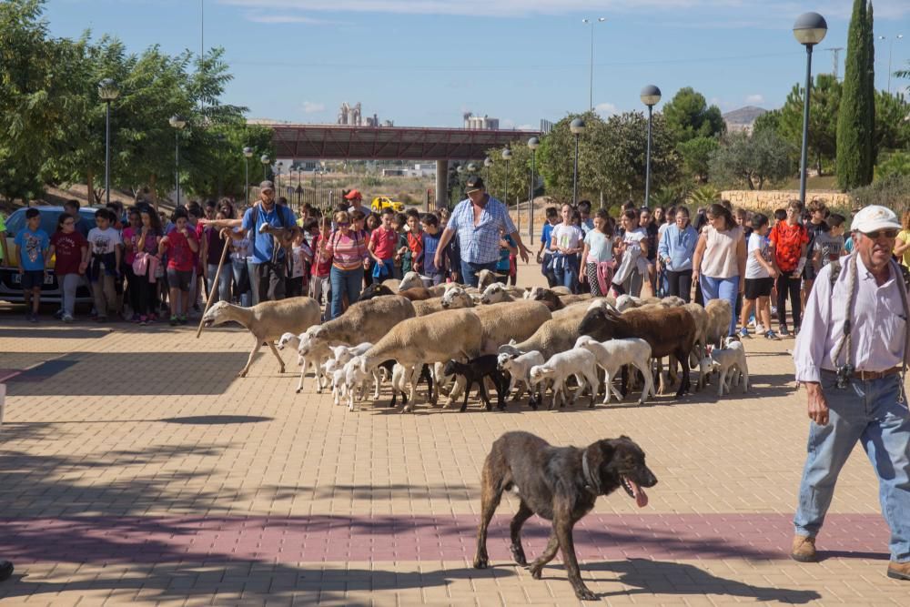 Ovejas por la Universidad