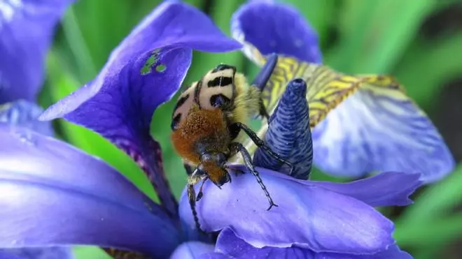 Cinco alimentos que actúan como insecticida natural para plantas