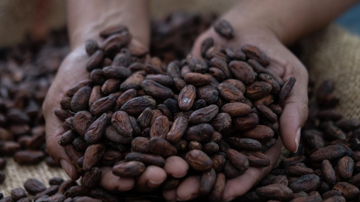 Un agricultor sostiene un puñado de granos de cacao.