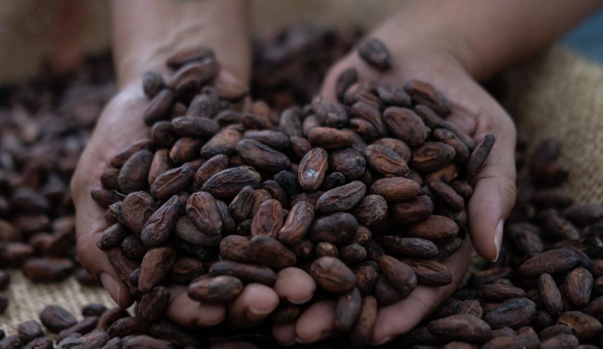 Un agricultor sostiene un puñado de granos de cacao.