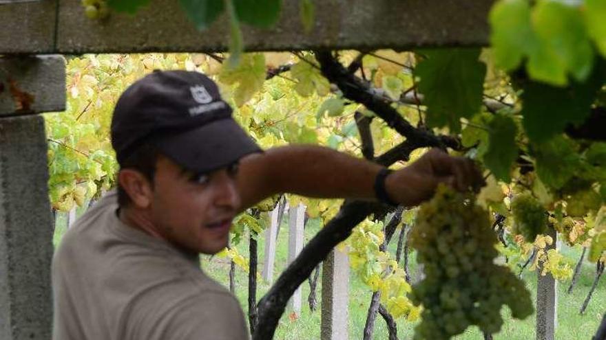 Cristian Sotelo durante la vendimia en Donón. // Gonzalo Núñez