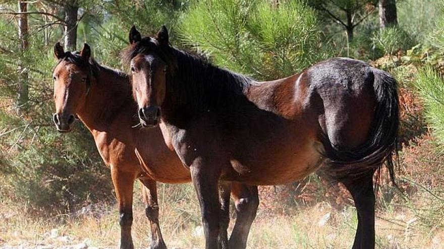 Caballos salvajes en el monte Xiabre, en Vilagarcía de Arousa. / j. l. oubiña