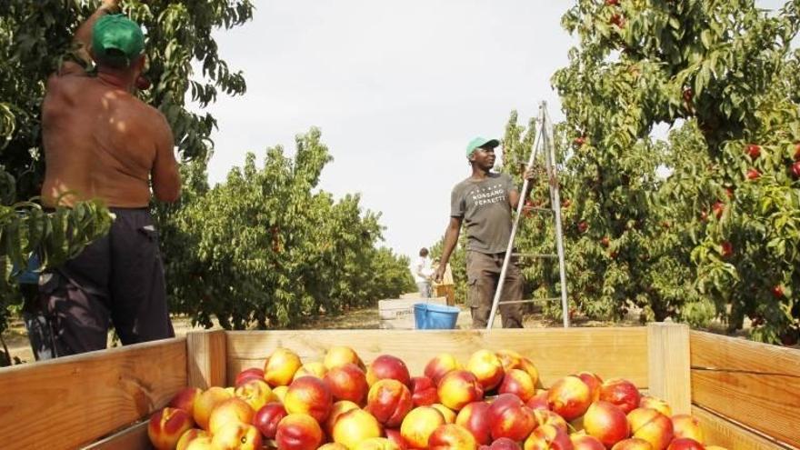 Afrucat tilda de &quot;insostenible&quot; la campaña de la fruta de hueso