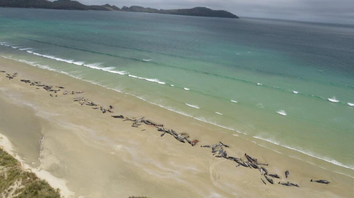 Ballenas piloto varadas en una playa de Nueva Zelanda