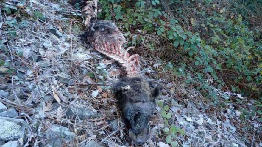 Un nuevo oso aparece muerto en Asturias