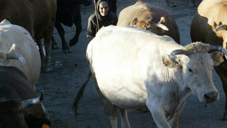 Una mujer vecina de la localidad zamorana de San Vitero pasea con su ganado