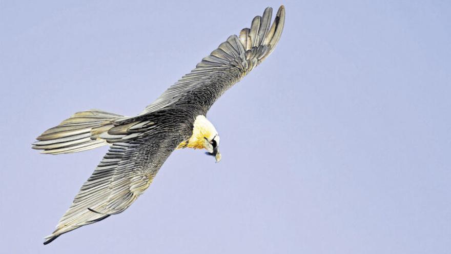 El quebrantahuesos alza el vuelo