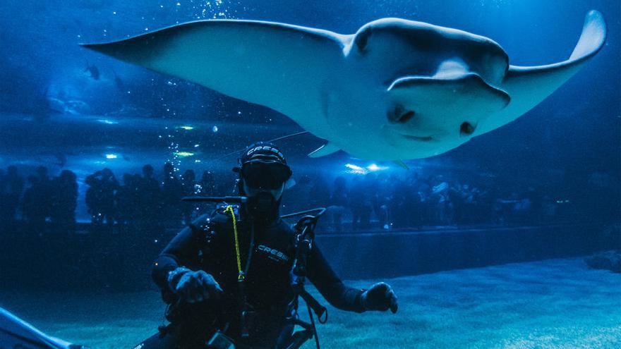 El Oceanogràfic es el mayor acuario de Europa.