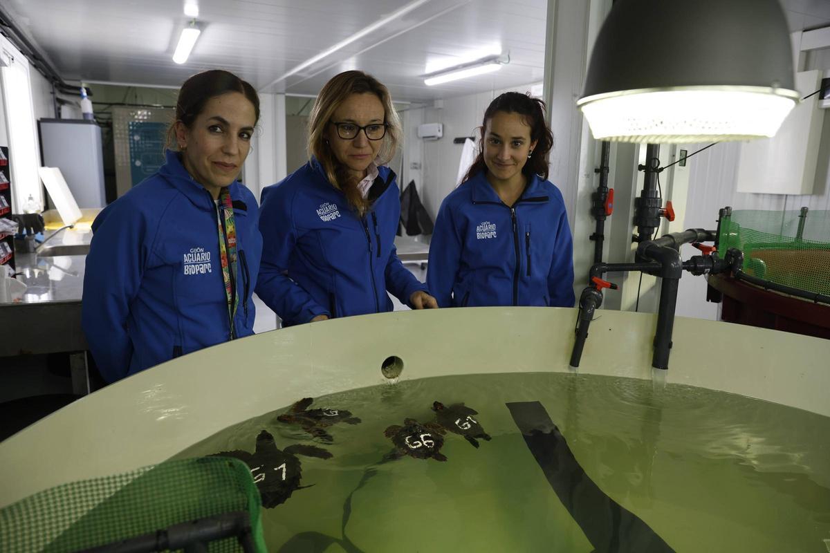Las tortugas del Acuario de Gijón pegan el estirón