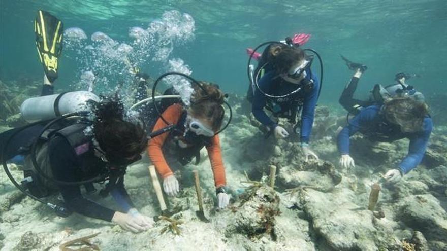 Las cremas solares son una amenaza para los arrecifes de coral