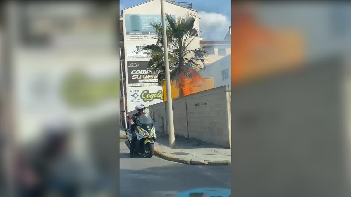 Incendio de una palmera en la Avinguda de les Corts Valencianes