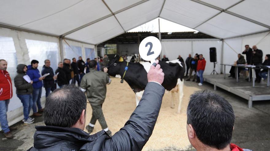 Cuatro ganaderías dezanas están entre las cien mejores criadoras de España