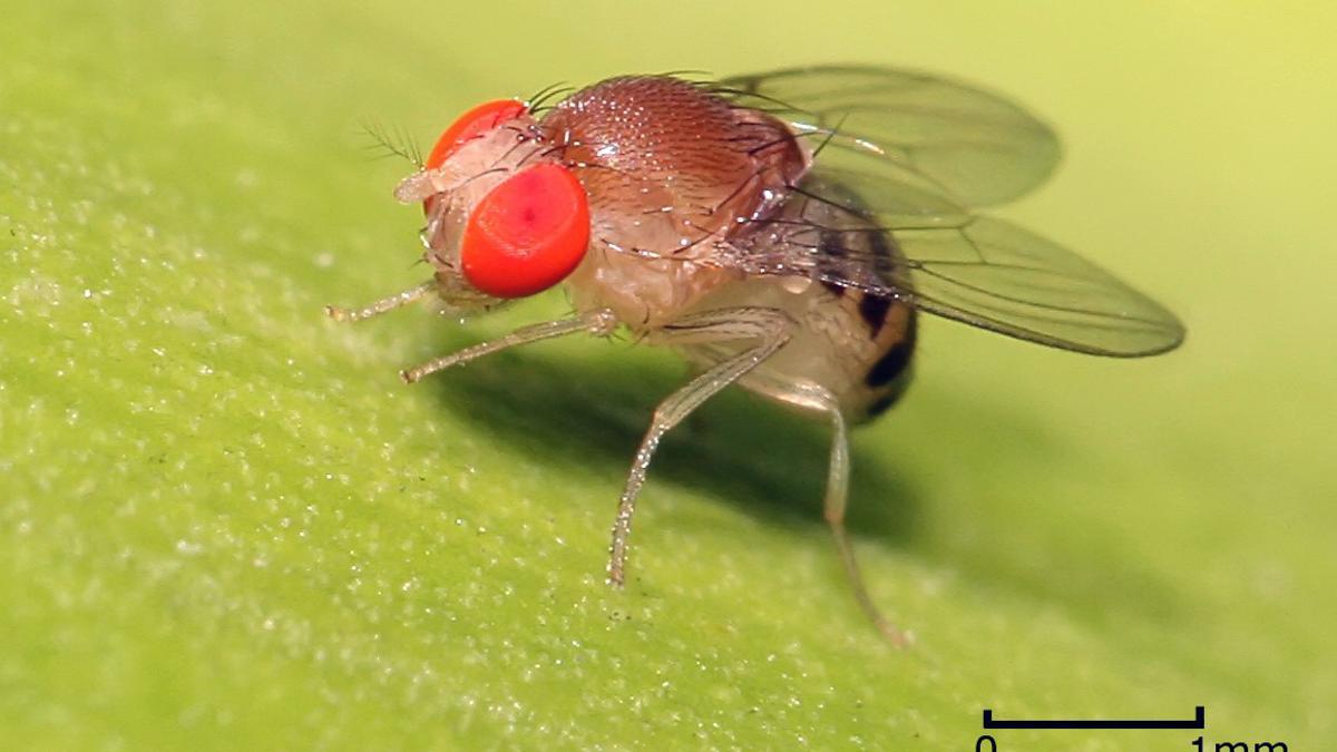 Mosca de la fruta o del vinagre