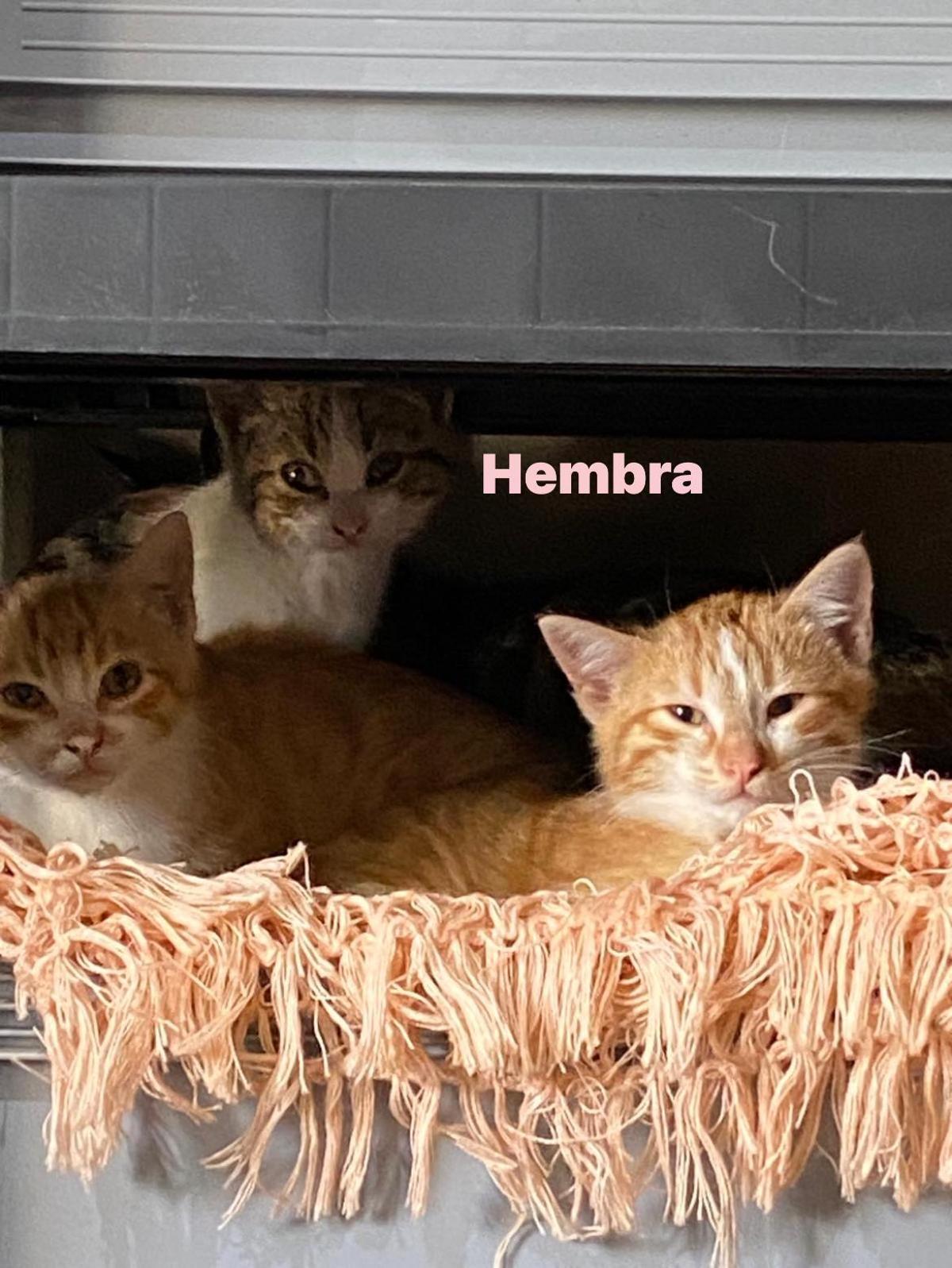 Algunos de los gatos de la protectora, en una imagen de archivo.