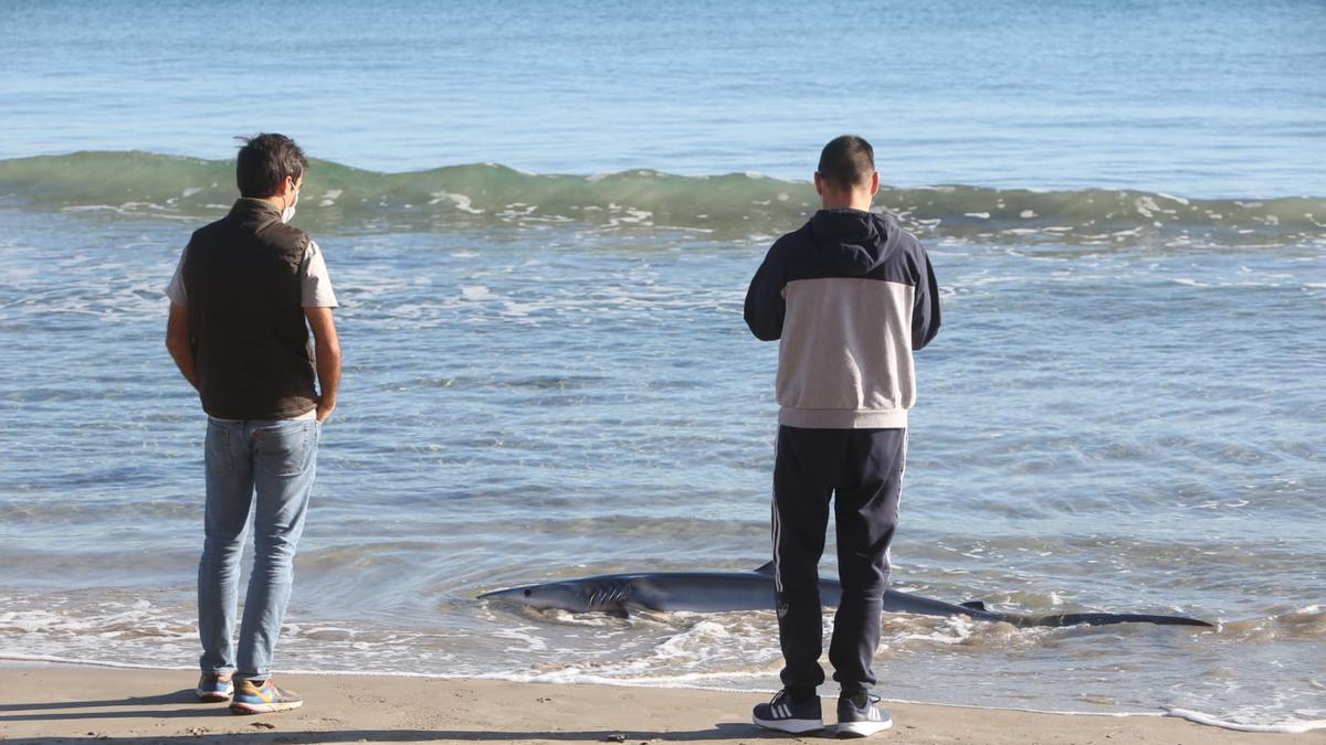 Varias personas fotografiando el tiburón