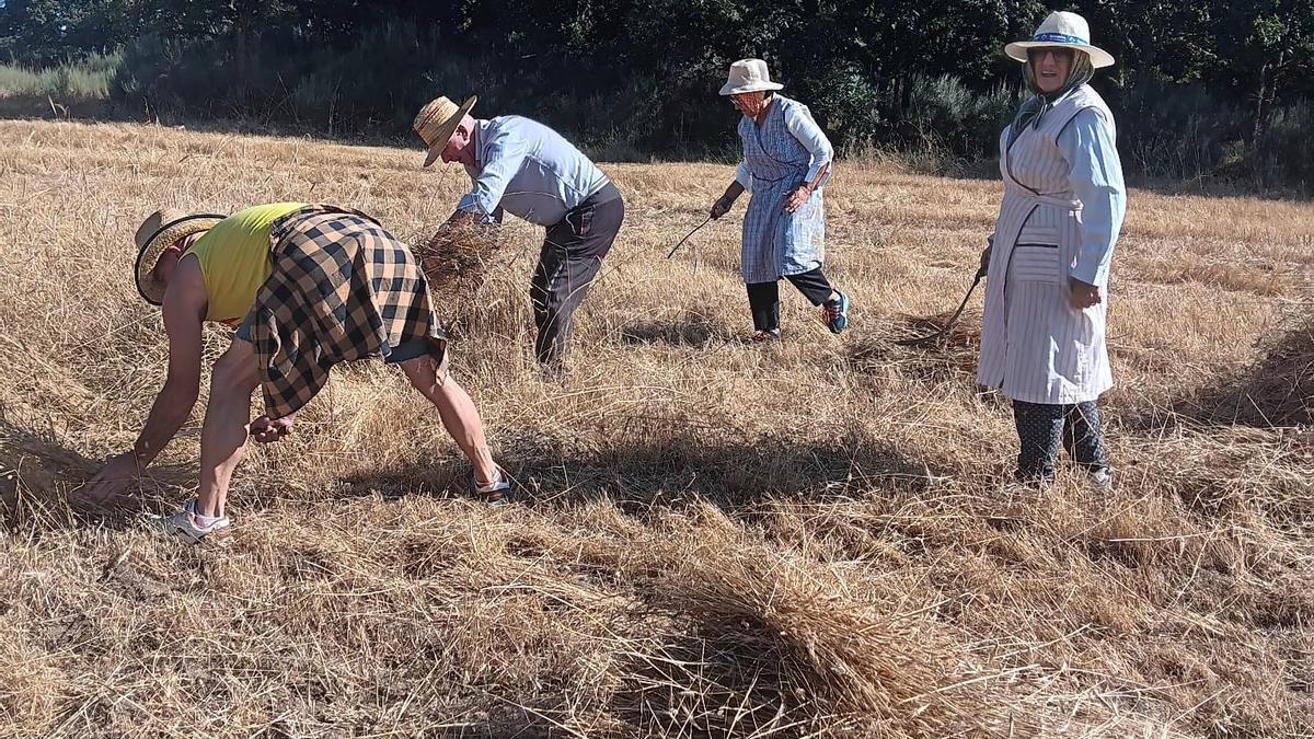 Fiesta de la siega o “seitura” se compartieron entre vecinos portexos y orensanos de A Veiga
