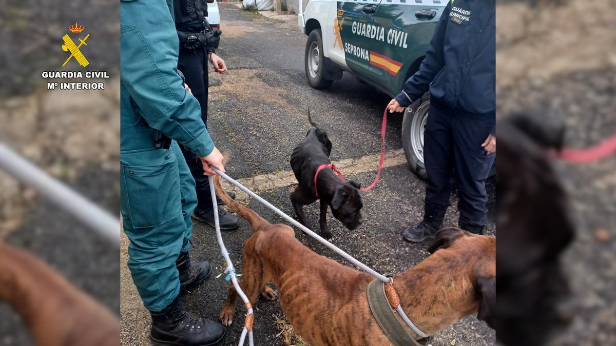 Imágenes proporcionadas por el cuerpo de los casos de maltrato animal.