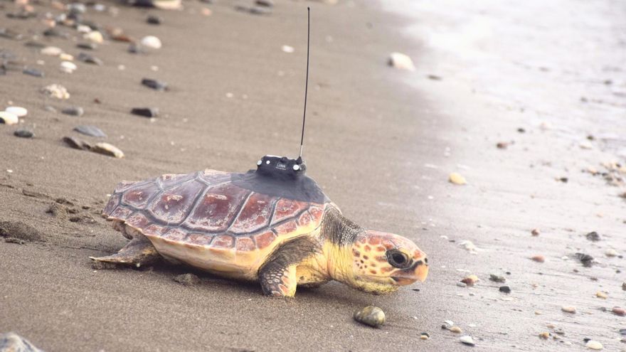 La Junta suelta en la costa de Mijas una tortuga boba tratada en Algeciras