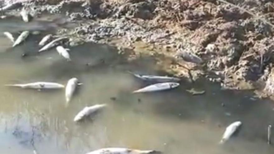 Peixos morts a la llacuna del ter al Parc Natural del Montgrí
