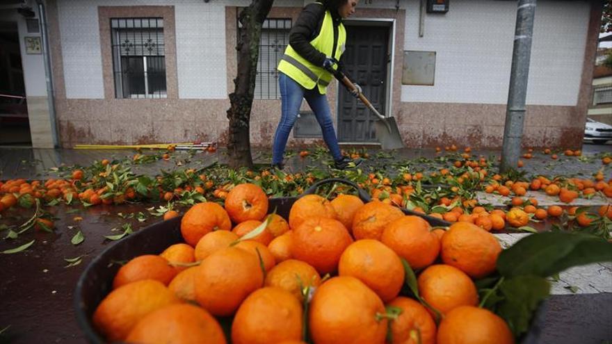 Recogidas más de 1.600 toneladas de naranjas en Córdoba, un 60% más que el año pasado