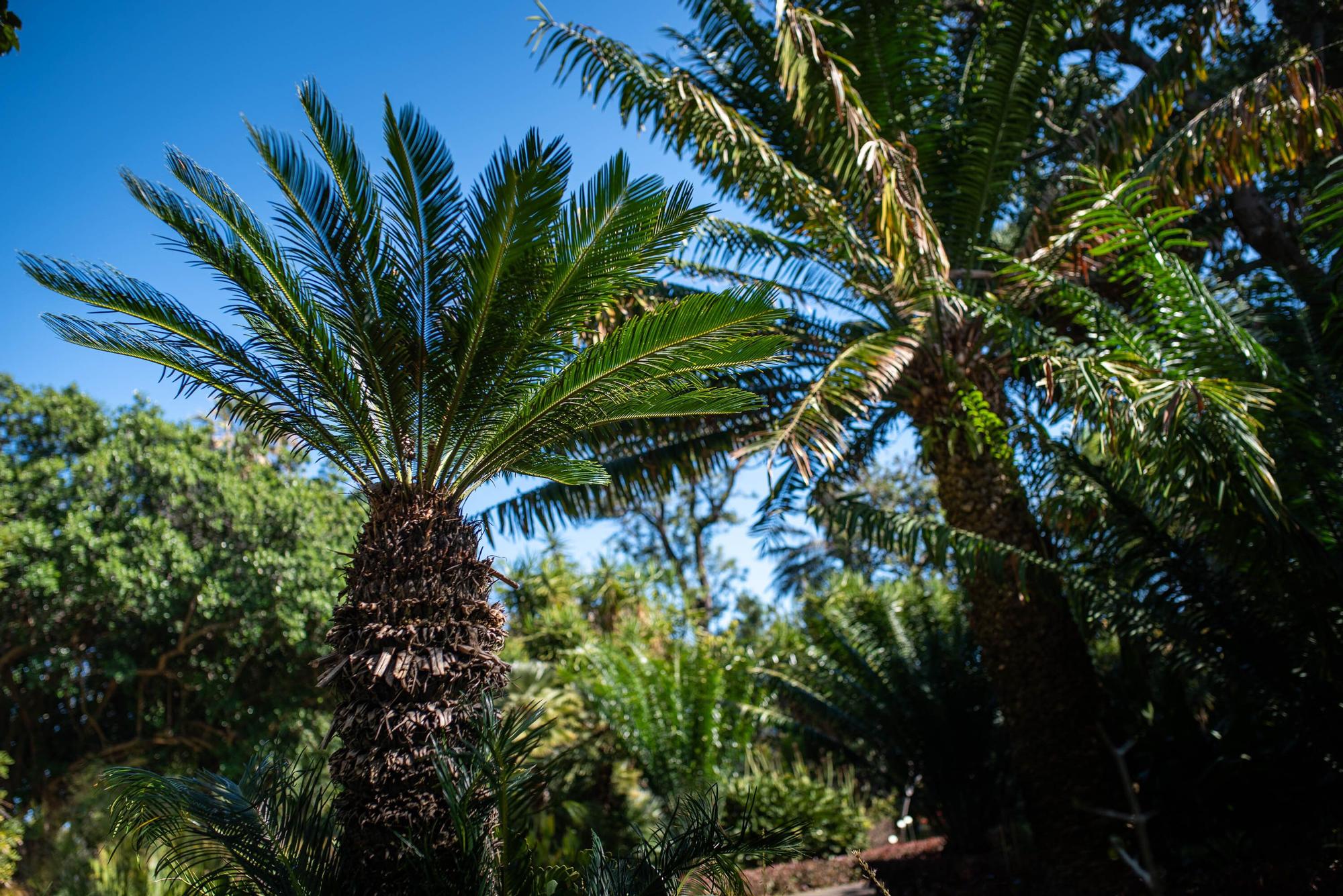 Reapertura Jardín Botánico