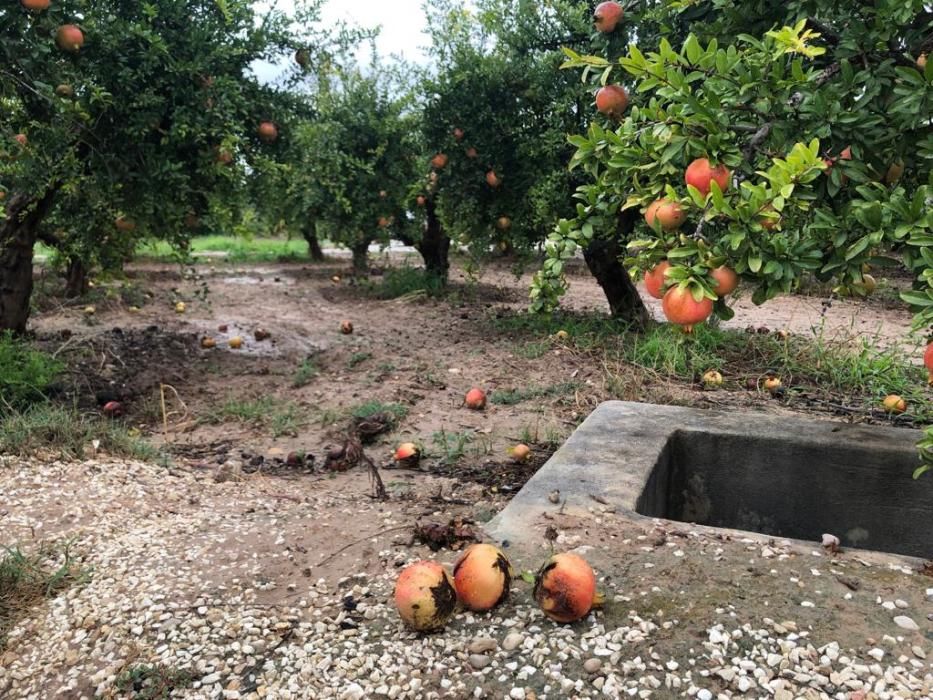 La gota fría en el Camp d'Elx