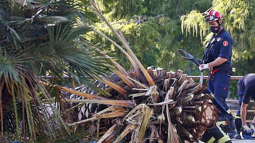 Mor un home en caure-li una palmera a sobre