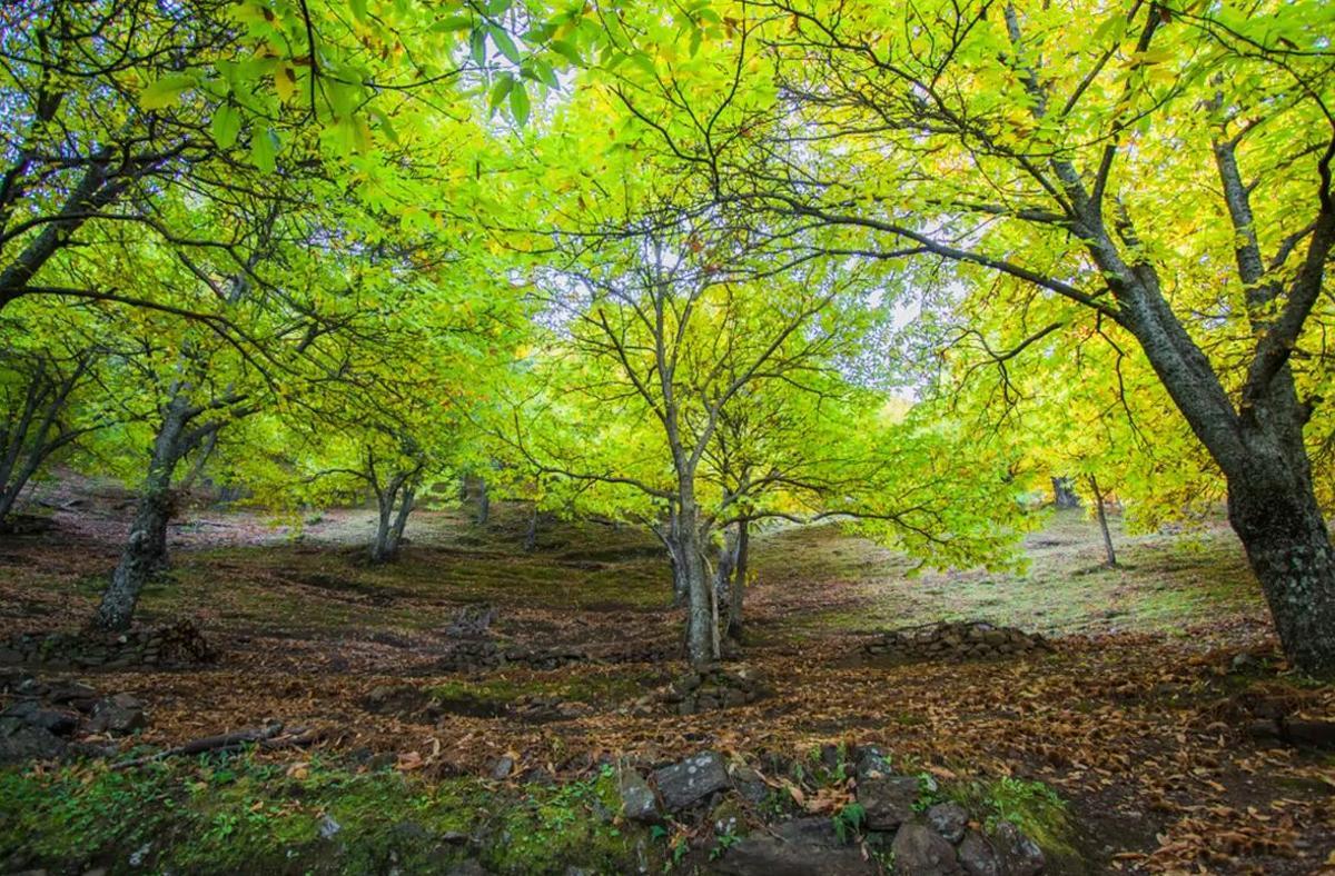 Pujerra celebra este fin de semana su tradicional Fiesta de la Castaña: con degustaciones, actuaciones y pasacalles