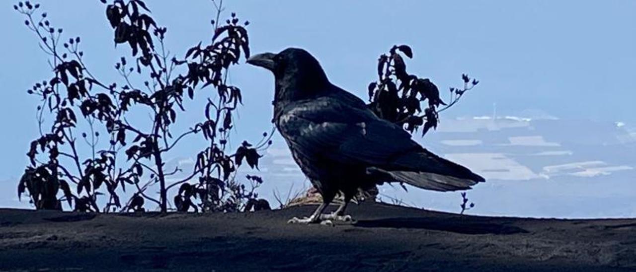 Uno de los cuervos que lucha por sobrevivir en la zona de exclusión del volcán de La Palma.