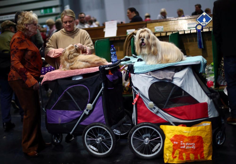 Crufts 2019: L'exhibició de gossos més gran del món