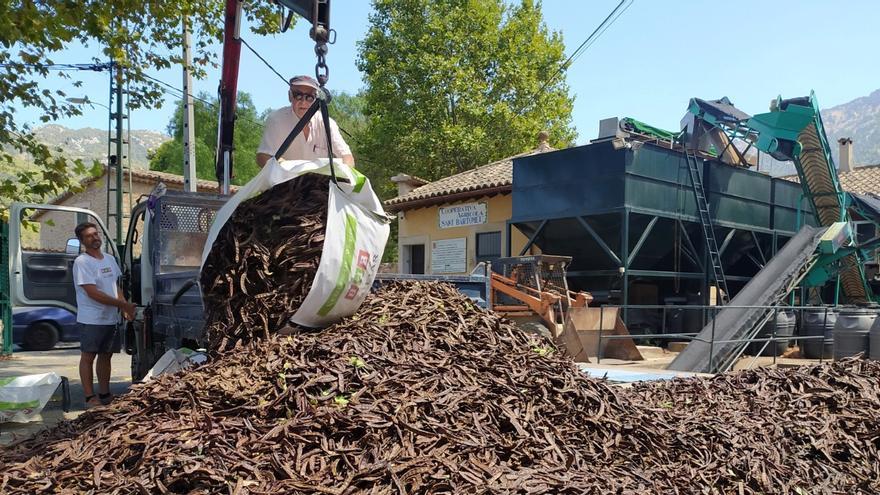 Ende des Johannisbrot-Booms auf Mallorca: Viele Schoten bleiben am Boden