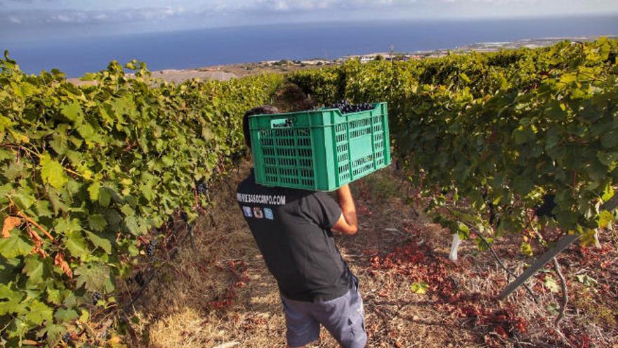 El enólogo recoge una de las cajas donde se recolectan los racimos.