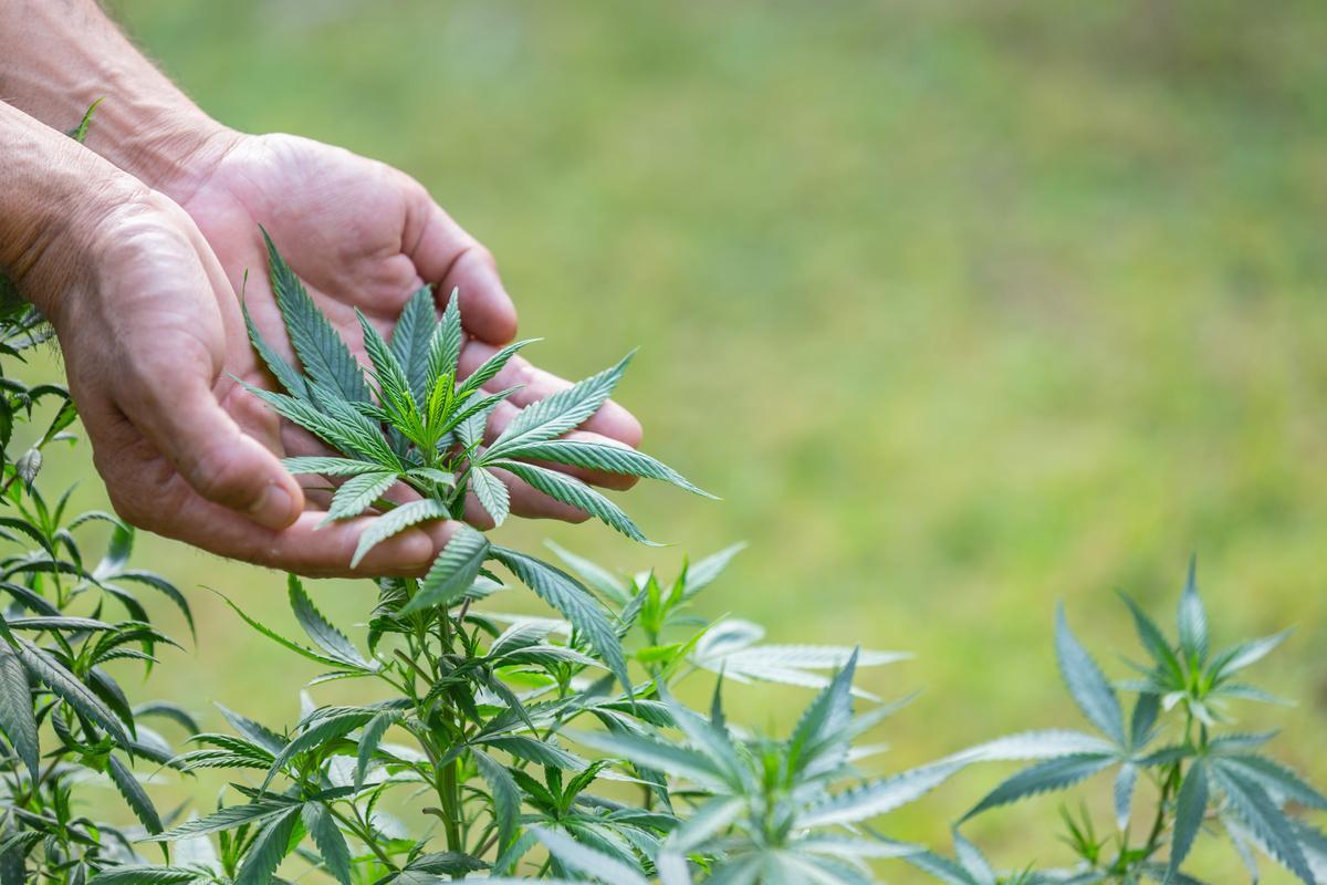 Muchas personas plantan marihuana en su casa para consumo personal