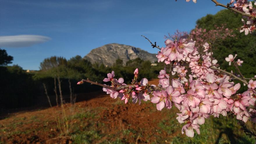 Tardía floración de almendros en el Montgó