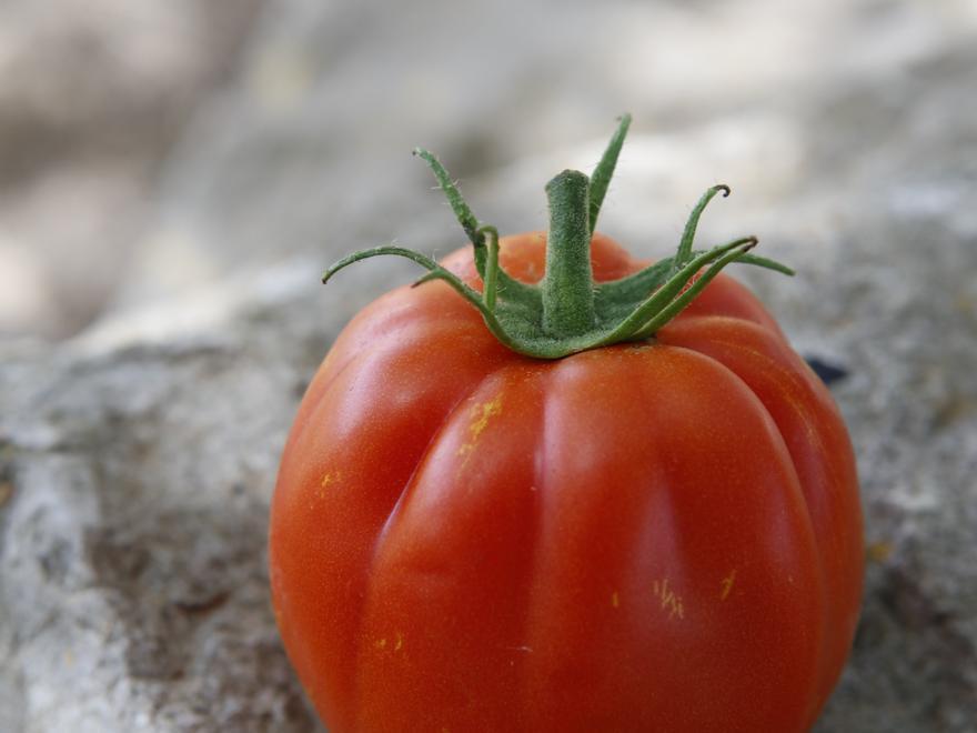 Die Ochsenherztomate verfügt über sehr viel Fruchtzucker und wenig Säure.