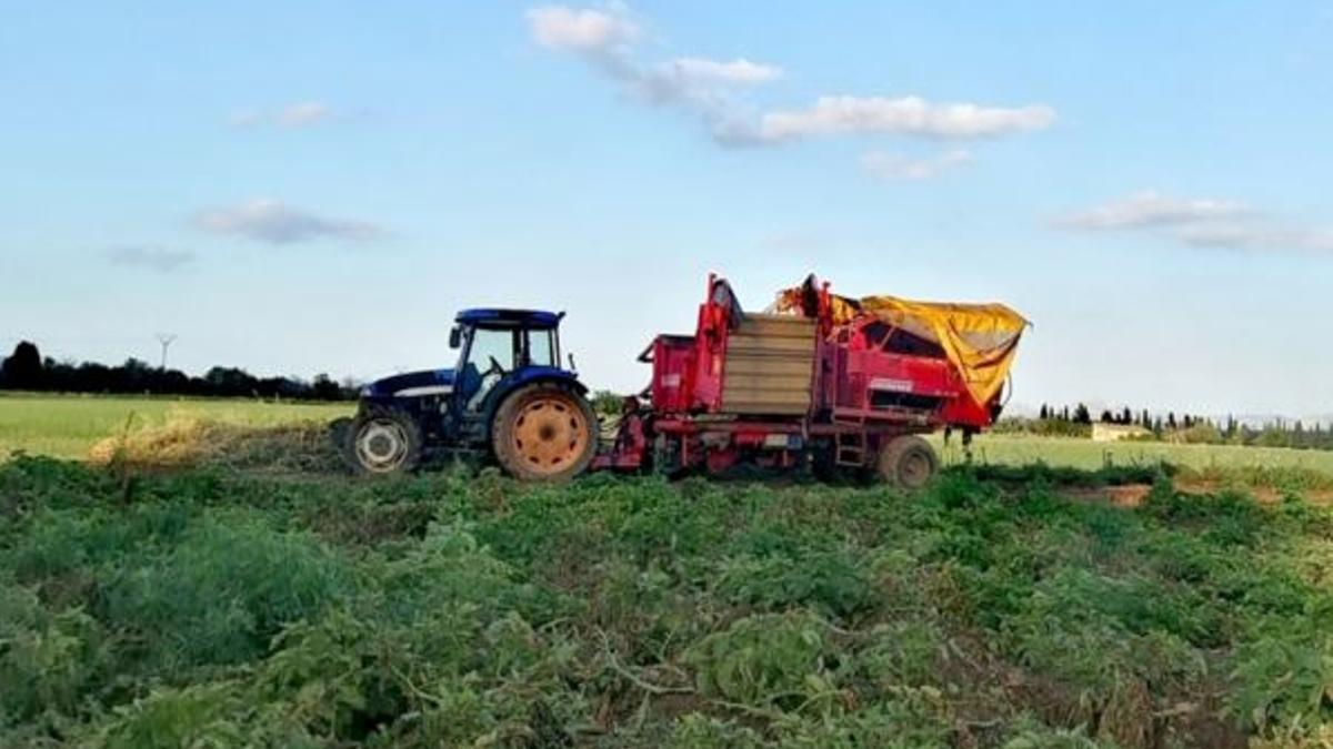 Un tractor en la cosecha de patatas de sa Pobla.