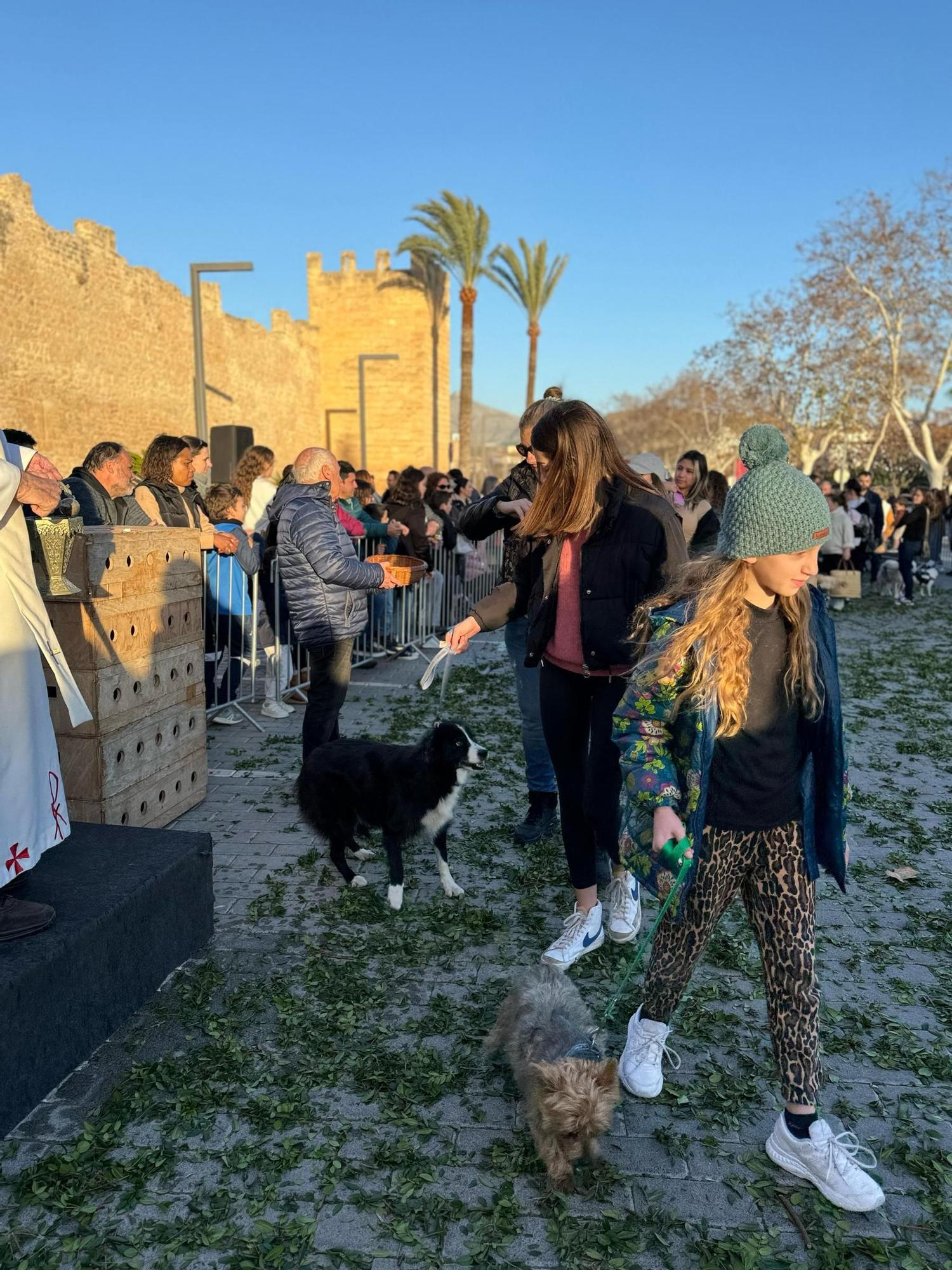 Sant Antoni | Las 'Beneïdes' de los pueblos de Mallorca, en imágenes