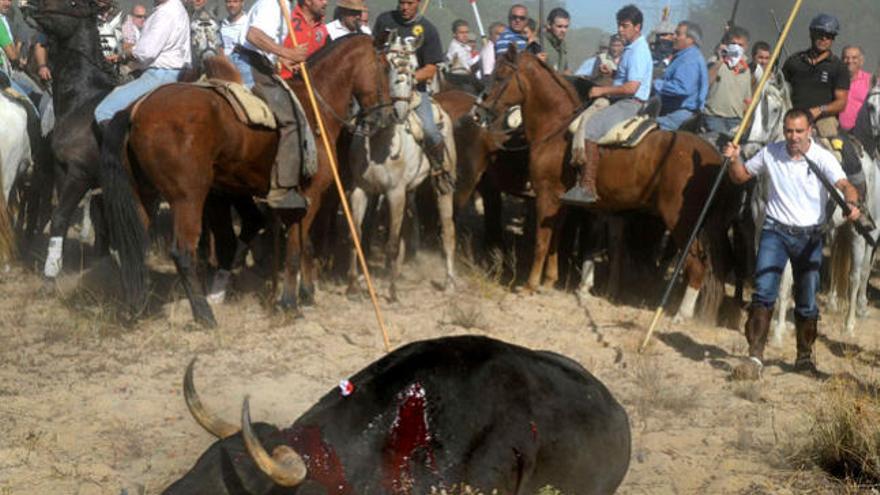 «Platanito» sólo duró cinco minutos en Tordesillas