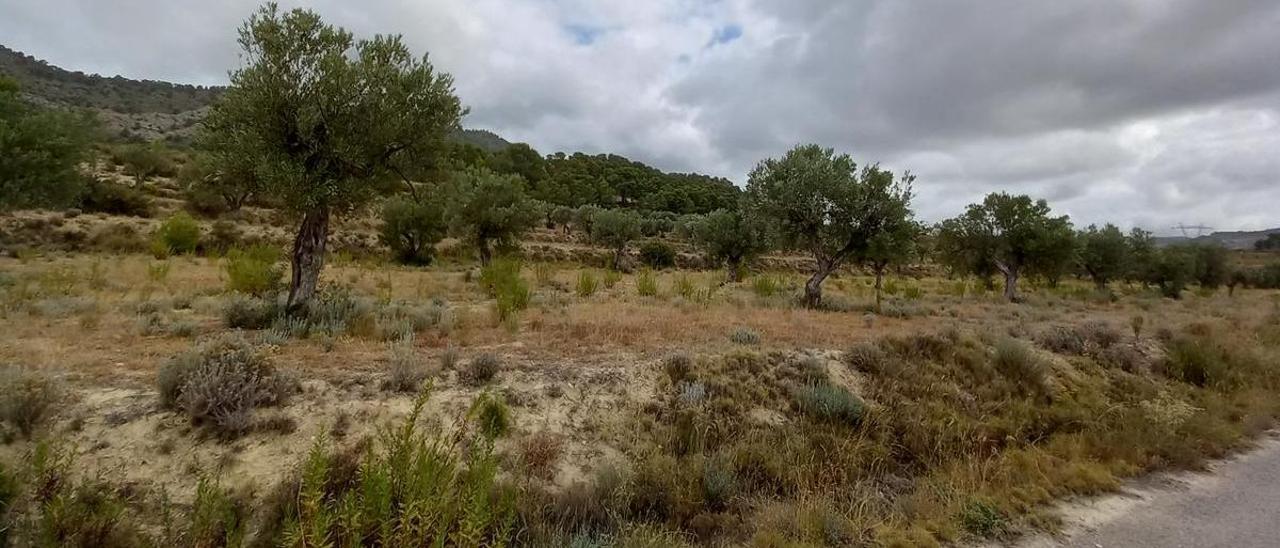 Terrenos en La Torre de les Maçanes que han sido excluidos del proyecto